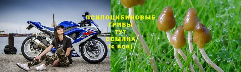 Псилоцибиновые грибы ЛСД  купить наркотик  MEGA рабочий сайт  Урюпинск 